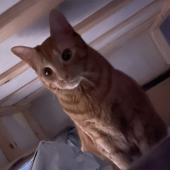 PUSHING - Cooper Maruyama, Joe Quaill