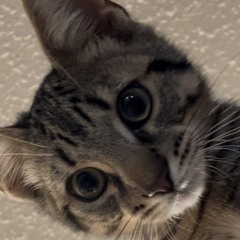 Elevate (prod.@nikishkin333)