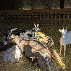 Goats Feeding - Florac, Cevennes, France