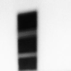 leaf096