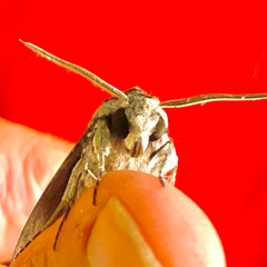 night butterfly