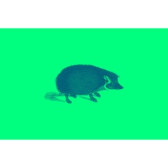 Hedgehog
