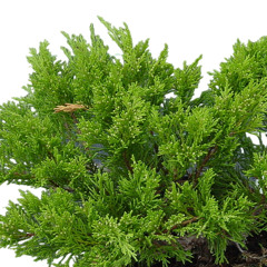 qilotrplsx - yamozhevelnik (free dl)