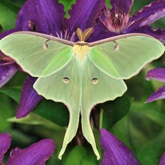 Entropy Essentials - Ambient