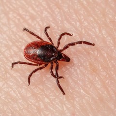 Tervisejutud 6. Osa / Puugid ja puugioht 25.05.2020