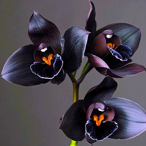 Bloom