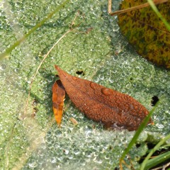 From Within Autumn Into Winter