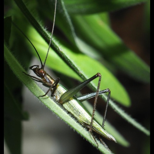 HK_Calm-&-Steady_tracks_375