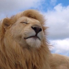 OWA OWA (rimathugger)