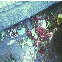 Polillas + Desgarro maxilar + madreprematura