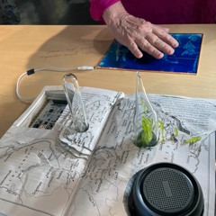 1953: The Flood Interviews of Survivors