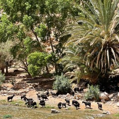 Rumble with some Jungle