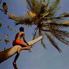 Climbing Palm Tree