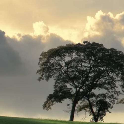 시작의 아이 (guitar cover)