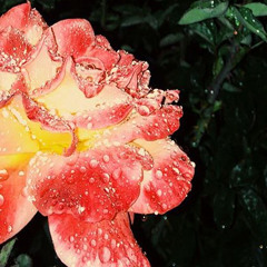 Withering Rose