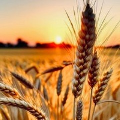 ما أعظم الجود