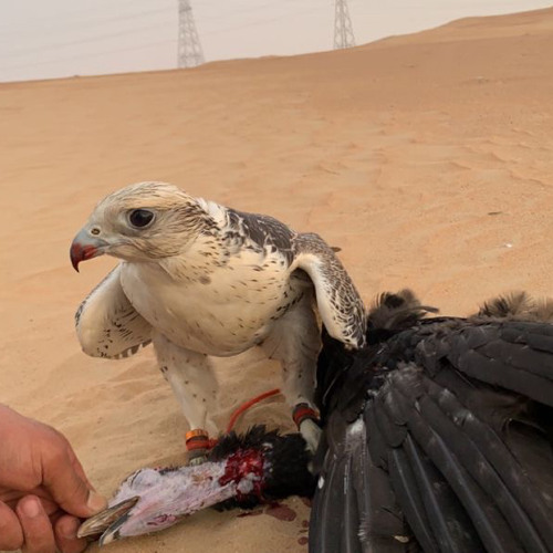 ‎⁨دحام الموسى| اثر المحبه من الله⁩