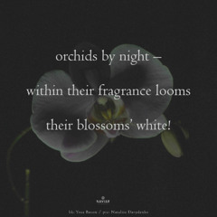 SONG 101 - NaviarHaiku597