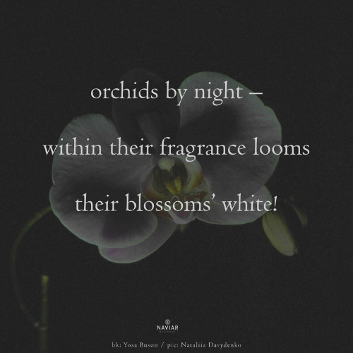 SONG 101 - NaviarHaiku597