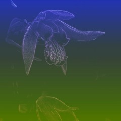 Until Your Eyelids Open Wide