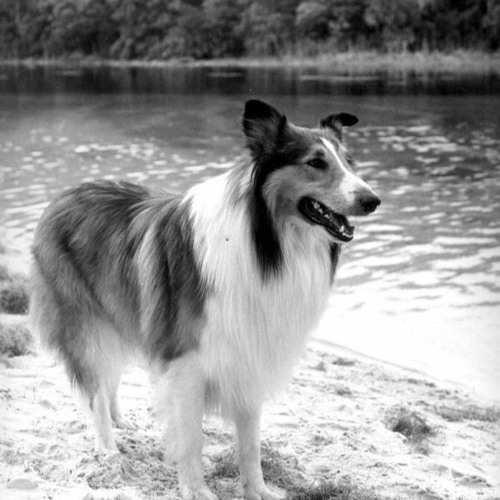 Kozie's Corner:  Lassie