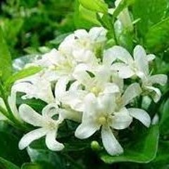 七里香 flip (FREE DOWNLOAD)