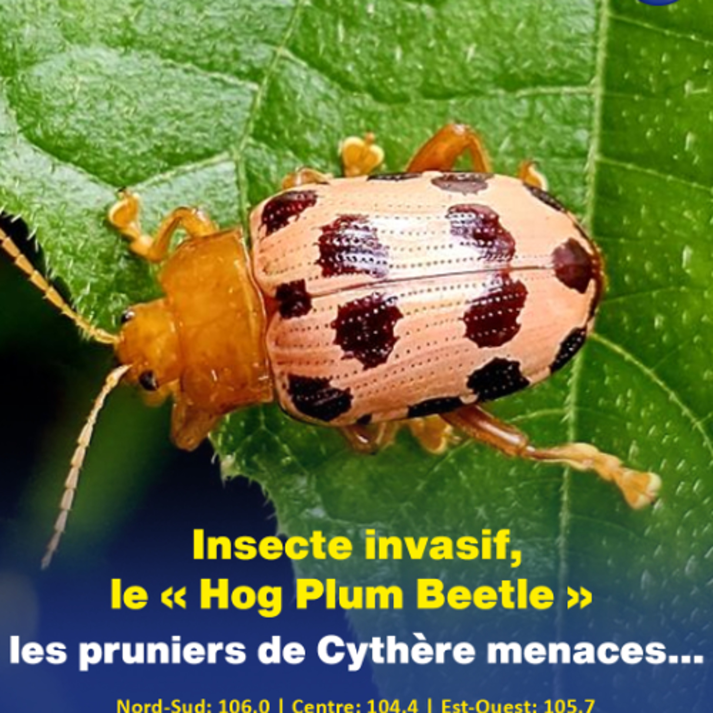 Insecte invasif, le « Hog Plum Beetle » : les pruniers de Cythère menaces… episode artwork