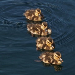Ducks in a Row
