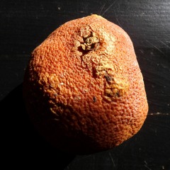 MB13 - Timeless Rotten Orange