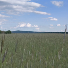 Sommer´s day