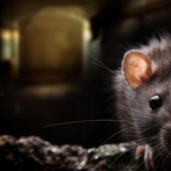 Gangsta Rat - Rat Kingdom