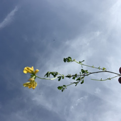 rose petals [{prod tarus }]