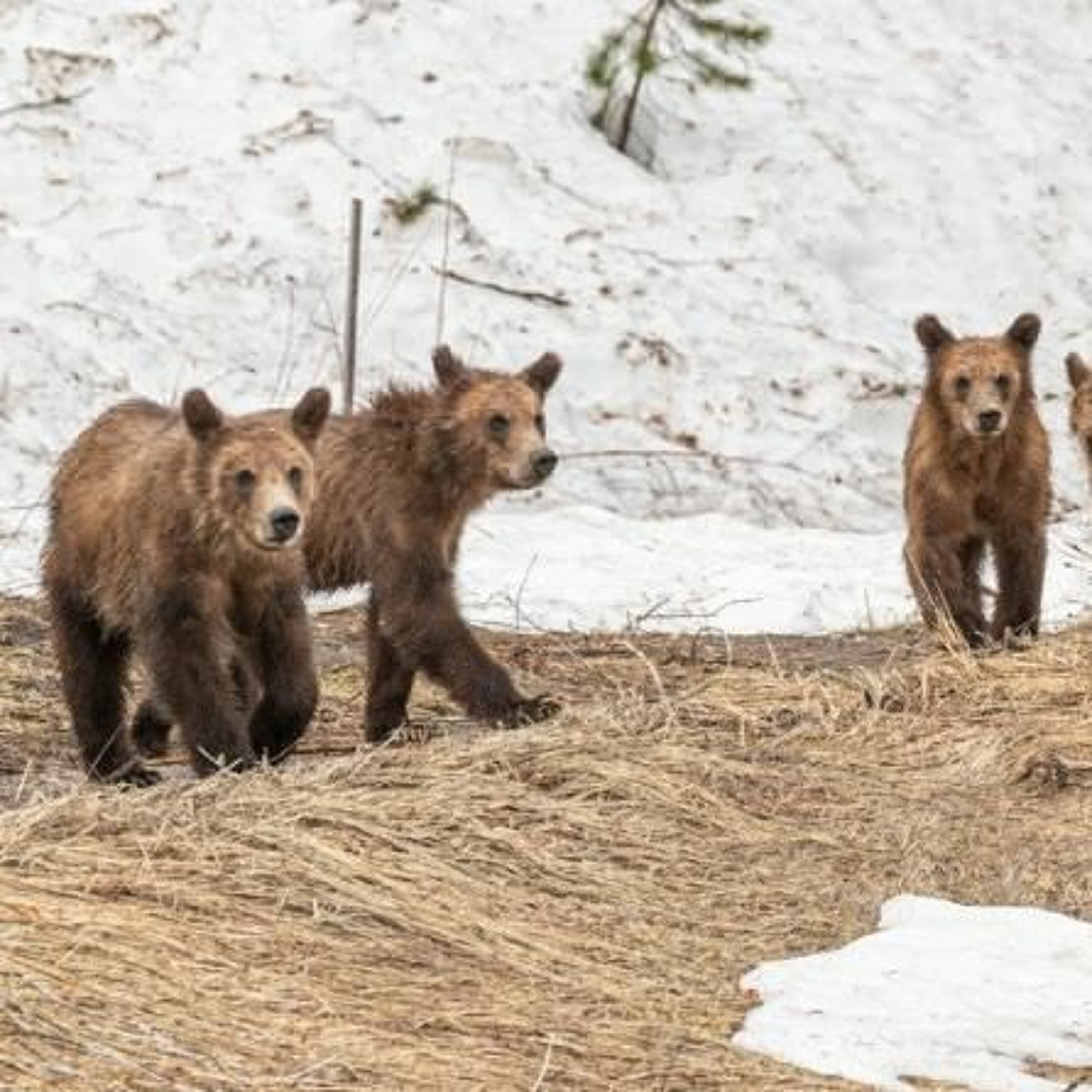 May 16 | Grizzly 399 cubs now independent, Draft Teton County, Idaho, land code ready for review episode artwork