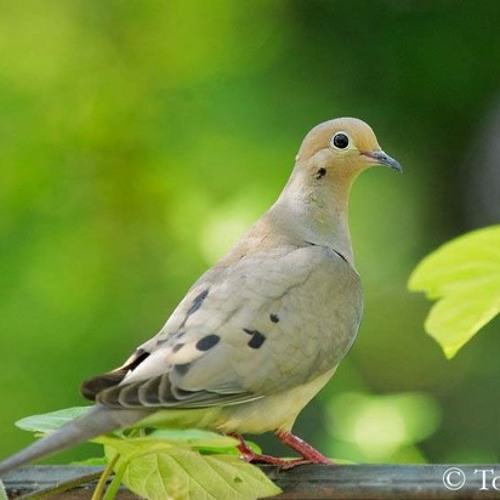 Dj MaGnuM (_RBS_SRC_MGP_) - Don'T NiiiCe M.G.X 2K12 (_SEPT_) {_CooGaR WyNe RiiDDiiM_}