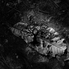 Podcasts & Radio Shows