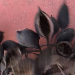 Sacred Fruits (Omnivision)