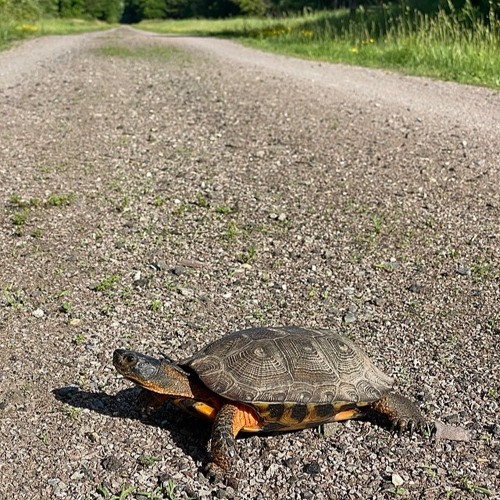 Stream Watch Out It S Turtle Season By Hudson Mohawk Magazine