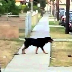 ALLDOGS FREESTYLE