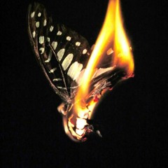 The Moth And The Flame