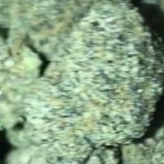 RX 2DOE - SUNFLOWER LUCKY x 2DOE