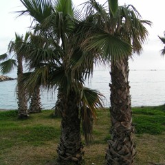 Between Palm Trees