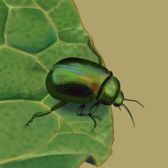 Bugs - Kuba