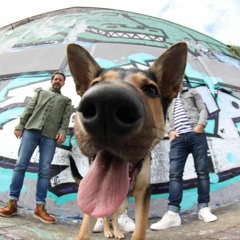 narcissus x the charlatans - The Duke's So Pretty