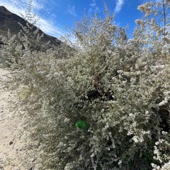 Flowering Desert Lavender Shrub with Bees and Steady Gusting Wind