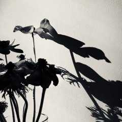 Four Shades Of The Shadow