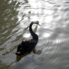 Entrañas - Mis Pensamientos