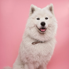 Böser Junge x Shake It Off - Ikkimel x Taylor Swift (DJ Jojo Edit / Ehrenloser Remix)