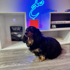 | Timber Moose 2025 | 3x bday ski trip Marathon Set