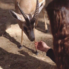 ماخَذ من الرييّم خلٰق ولونِ .