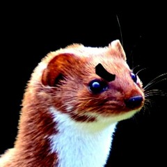 Kevin MacLeod - Scheming Weasel (Tewneen Remix)
